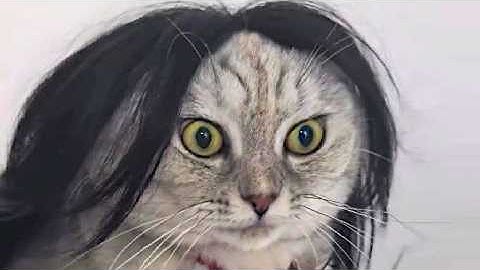 Cat brain failure