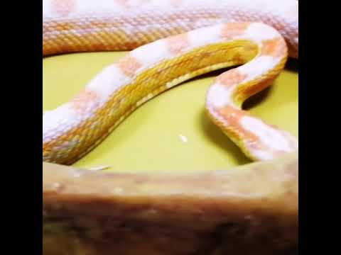 camera iphone 8 plus apk pantherophis guttatus snow