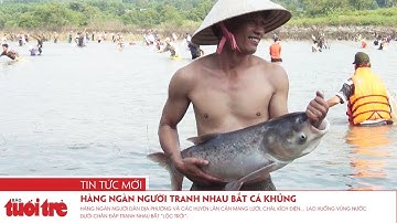 Hàng ngàn người tranh nhau bắt Cá Khủng dưới chân đập Trị An