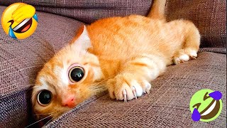 Roliga Djur - Roliga Katter Och Hundarförsök Att Inte Skratta