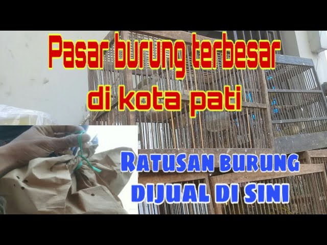 Pasar burung terbesar di kota pati class=