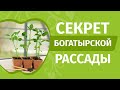 Хороший грунт - крепкая рассада. Какую почву лучше выбрать и использовать для выращивания рассады.