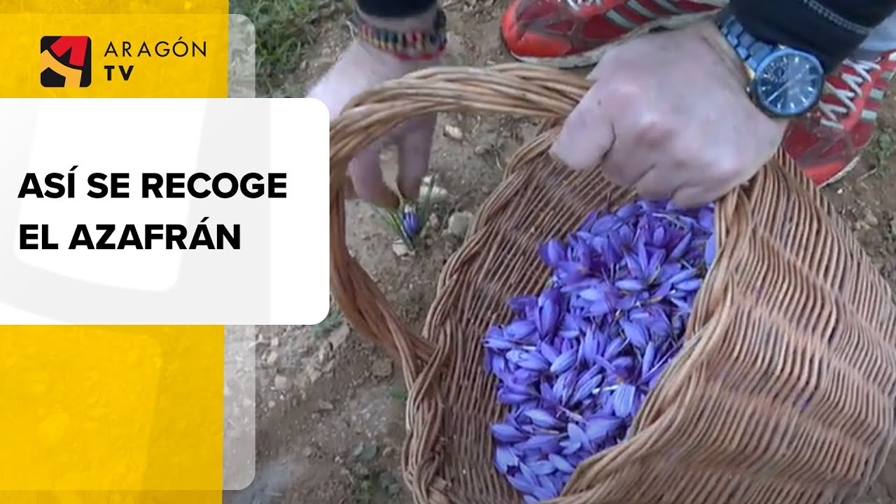 Flor a flor, así se recoge el azafrán 🌸