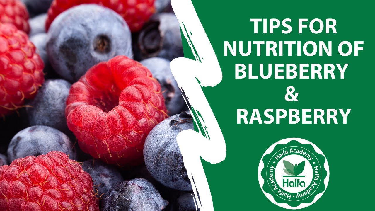 Practical tips for the nutrition of Blueberry and Raspberry webinar