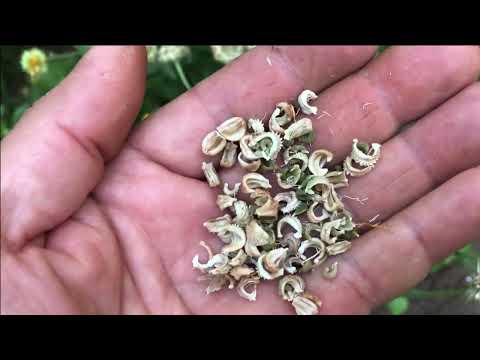 Video: Compagni di piante di calendula - Scopri come piantare i compagni di calendula