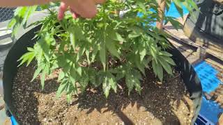 6-23-25 plant update