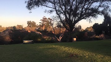 Walkera runner 250 with FPV (fatshark predator goggles)