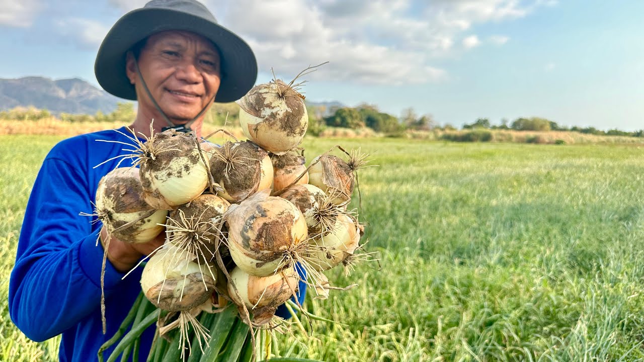 BUHAY ng Onion and Shallots FARMER ay SUGAL, Pweding MATALO sa Maling Decision!