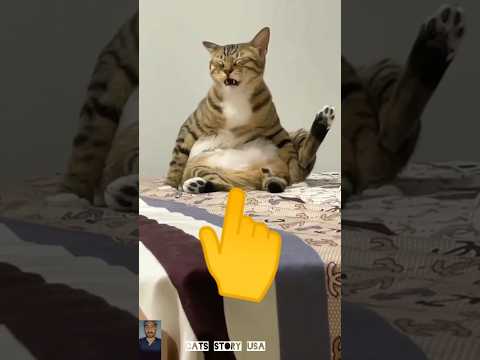 The end 😂 #pet #funny #shortsfeed #cute #viralshorts#ytshorts