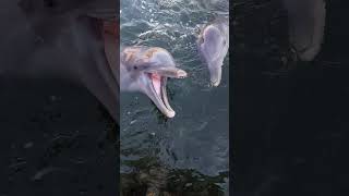 Dolphin Sunset Celebration | An Unforgettable Evening at Dolphin Research Center @DolphinResearchCenter