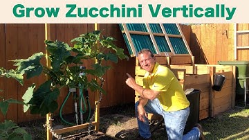 Growing Zucchini Vertically