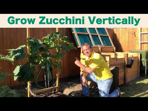 Growing Zucchini Vertically