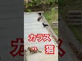 猫がカラスに餌を譲る瞬間！#猫