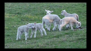 Bouncy lambs