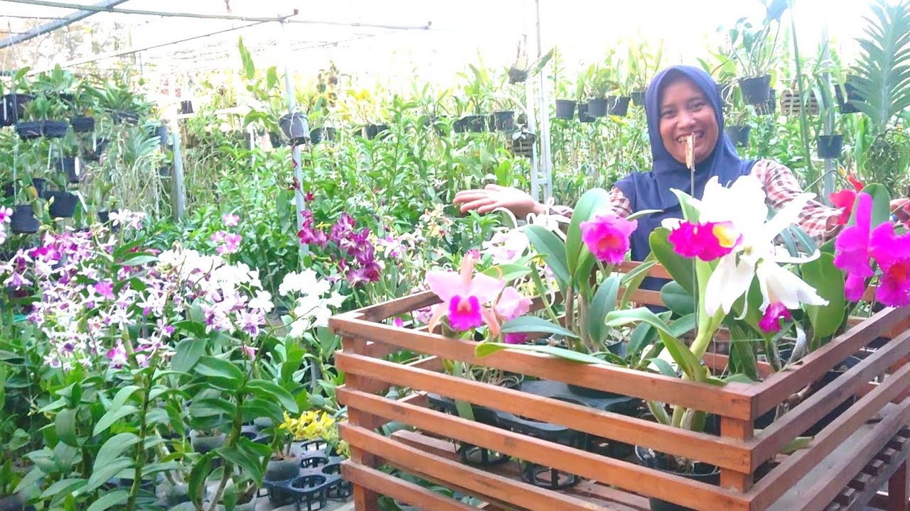 rimbun murah ada anggrek vanda, cattleya, dendrobium siap berbunga