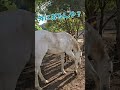 脱走を一早く報告にくる困り顔のテディとご機嫌なゲール！＃引退馬支援＃サラブレッド＃道産子＃ポニー