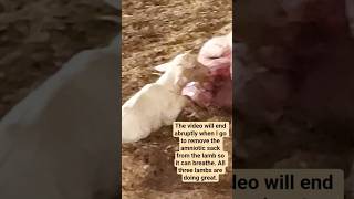 Vivid video of sheep giving birth at Royer Farm.