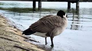 Canadian goose #goose #waterbirds #bird