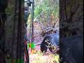 unbelievable shot seen this kill shot #bearhunting #wildlife #huntinggame #bowhunting #hunting