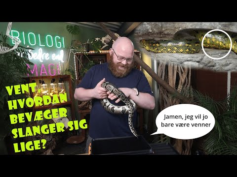 Video: Har slanger rygrad?
