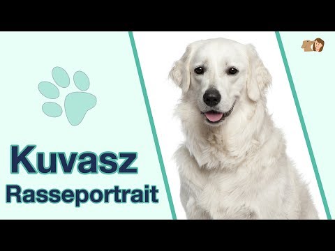 Video: Kuvasz Hunderasse Hypoallergen, Gesundheit Und Lebensdauer