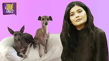 ¿De qué raza es el perro de Kylie Jenner?