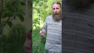 How Comfrey Both Soothes & Strengthens the Gut 🌿 @EvolutionaryHerbalism