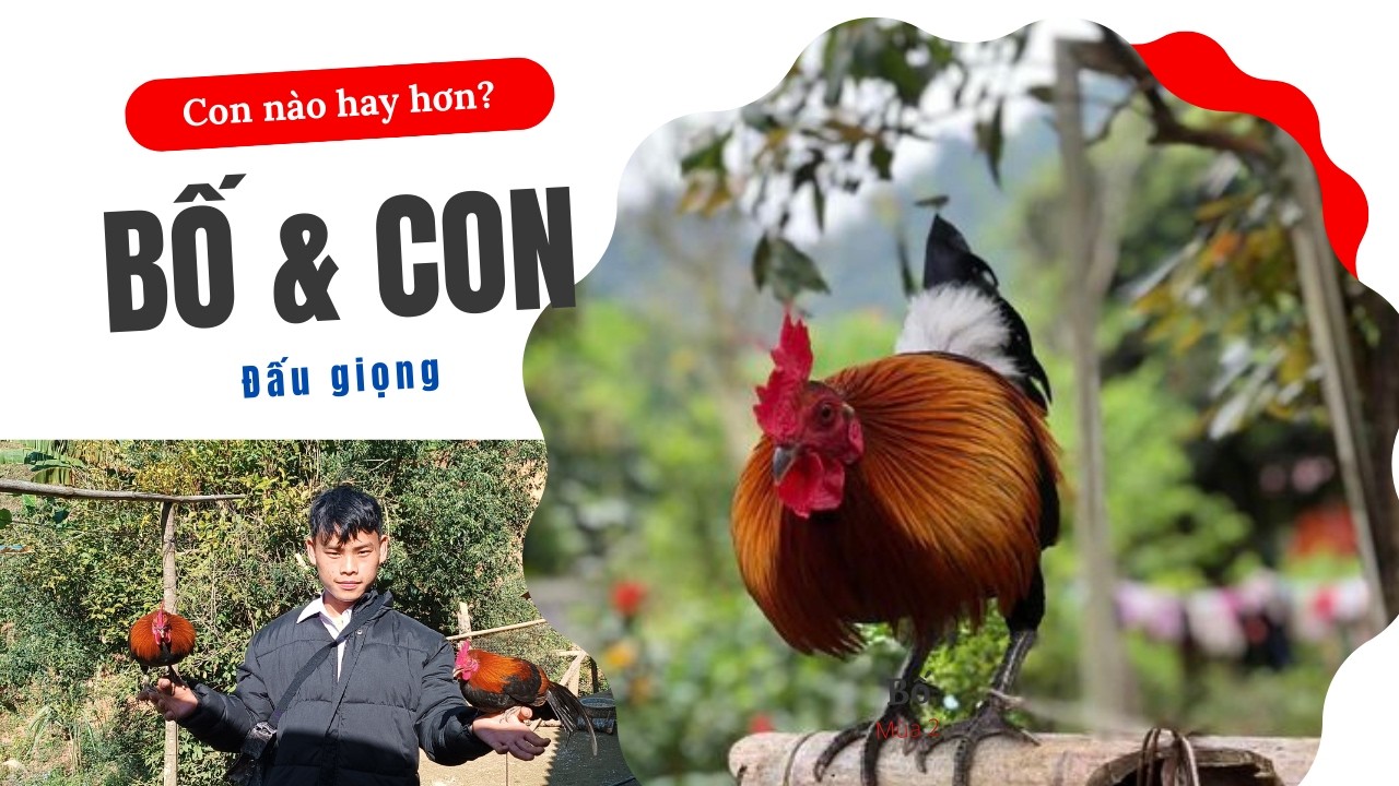 6#Trải nghiệm đi tuyển gà rừng trên bản Mông#gàrừnggáy #gàrừng #Gallus gallus