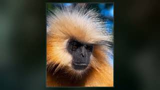Gee's Golden Langur