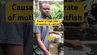 Reason why catfish die #catfishmotality