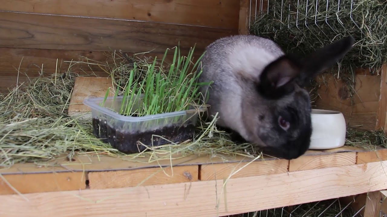 Stěhování králíků před porodem do 2 metrových kotců