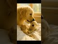 🐶 Gentle Morning Wake-Up Call #shorts #puppy #kitten #healingvideo