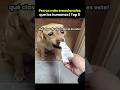 Perros más emocionales que humanos | Top 5