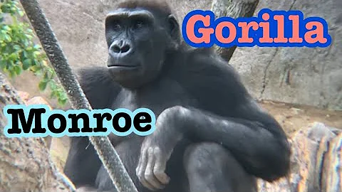 Gorilla 🦍 Winston Family　ゴリラ　ウィンストン家族　サンディエゴサファリパーク