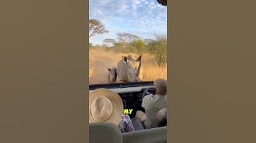 SAFARI PANIC: MOTHER RHINO ATTACKS A SAFARI JEEP!! 😱🚗