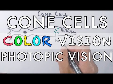 Cone Cells and the Color Vision