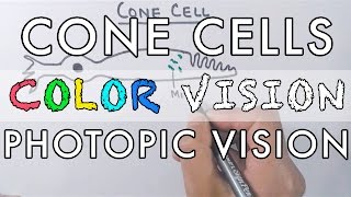 Cone Cells and the Color Vision