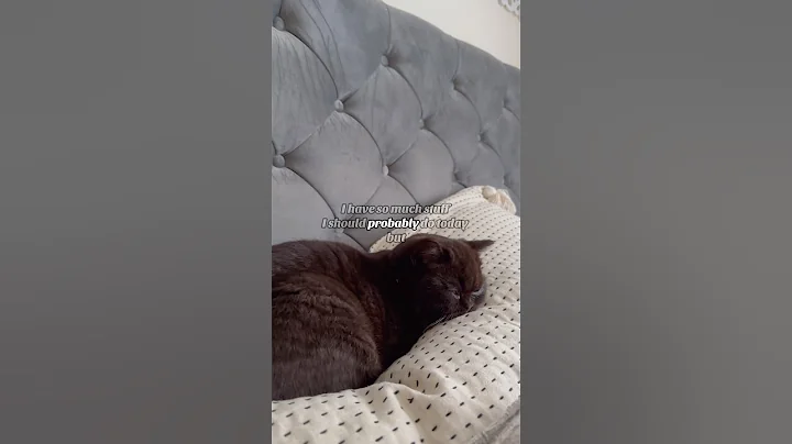 Video 7007841: british shorthair cute cat, shorthair cat britishshorthair, sleepy british shorthair