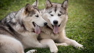 Train an Alaskan Malamute: Tips for Obedience Success