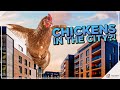 Raising Chickens in the City: Should You Do It?