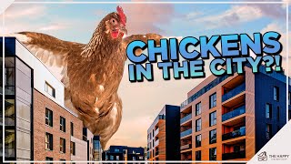 Raising Chickens in the City: Should You Do It?