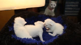 Sparta giving birth to 3 kittens -  cats toko tata