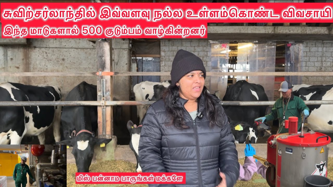 சுவிற்சர்லாந்தில் இவ்வளவு நல்ல உள்ளம்கொண்ட விவசாயி🫡 இந்த மாடுகளால் 500 குடும்பம் வாழ்கின்றனர்
