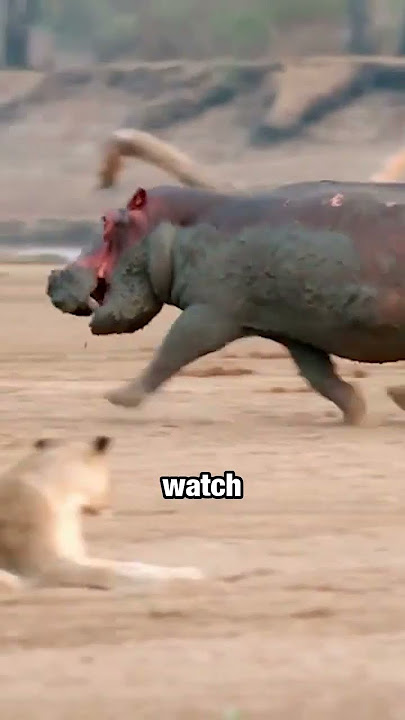This Hippo is the Main Character ! #shorts
