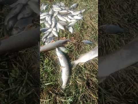 ЩУКА НА ЖИВЦА. КАРАСЬ. ТАНАЙ. МНОГО РЫБЫ.ПРИМАНКА. РЫБА.ХИЩНИКИ.
