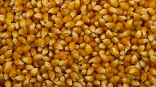 видео Кукуруза обыкновенная
