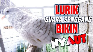 Perkutut PUTIH LURIK gacor nada suara SENGGANG, semua perkutut NYAUTIN.