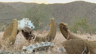 Five years of drought in california have had devastating effects on
its wildlife. one reptile that's been deeply affected is the desert
tortoise. ...