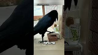 Download Lagu Smart Crow Solves Puzzle to Get Food – Incredible Crow Intelligence! 🧠 🐦 #shrots MP3 Download Lagu Smart Crow Solves Puzzle to Get Food – Incredible Crow Intelligence! 🧠 🐦 #shrots MP3