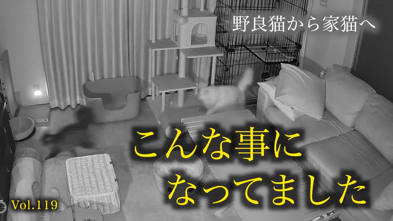 トライアル猫と先住猫。深夜の見守りカメラが捉えた映像には一体何が？？